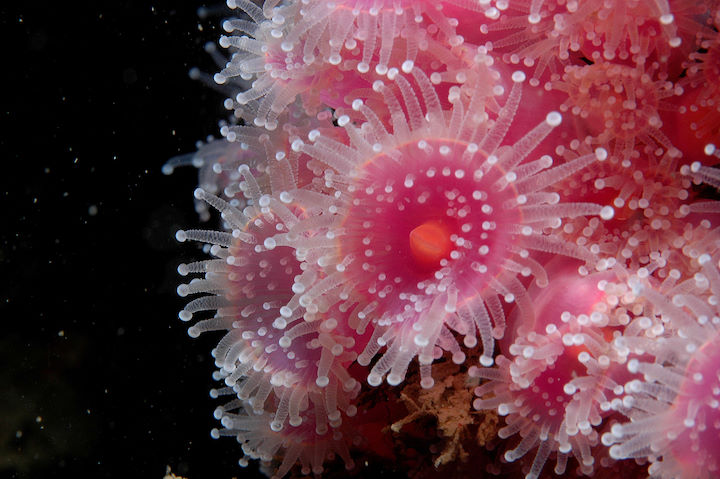 Colourful jewel anemones are often present where there are strong tidal currents © Keith Hiscock