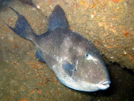 3.2 Grey triggerfish Balistes capriscus Carmine Filomena July2010 Chris Mandry