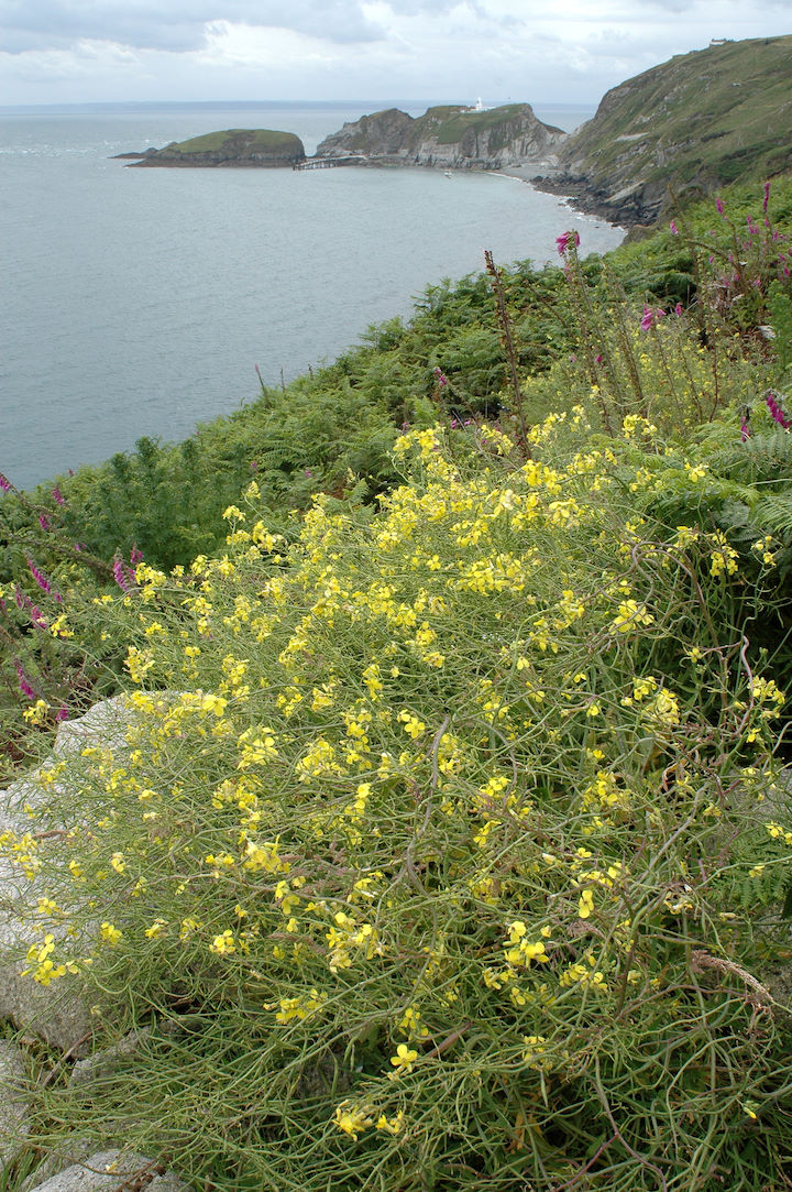Lundy cabbage, East Sidelands, Lundy © Keith Hiscock