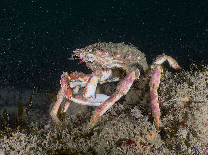 Large spider crab <em>Maja squinado</em> © Paul Naylor/marinephoto