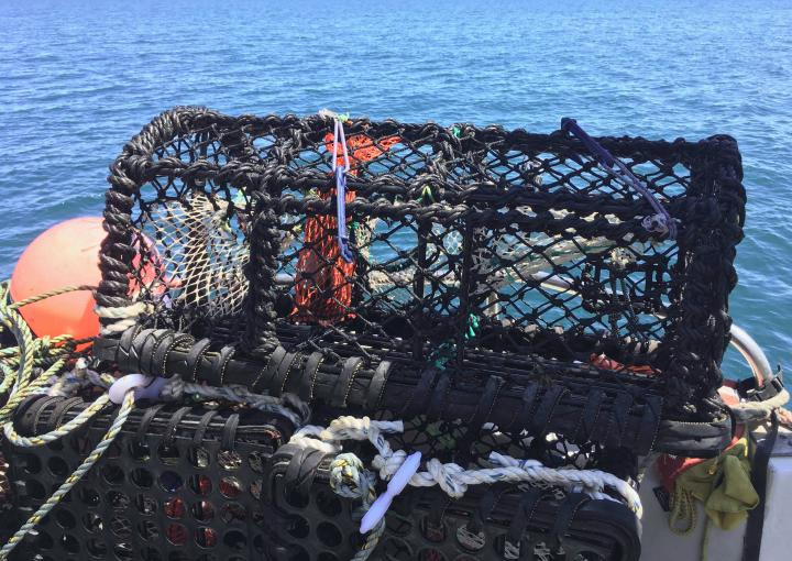 A pot such as this (baited with a fish such as mackerel) is used to catch both lobster and crabs. An escape hatch in the netting is left open for undersized individuals to escape.
