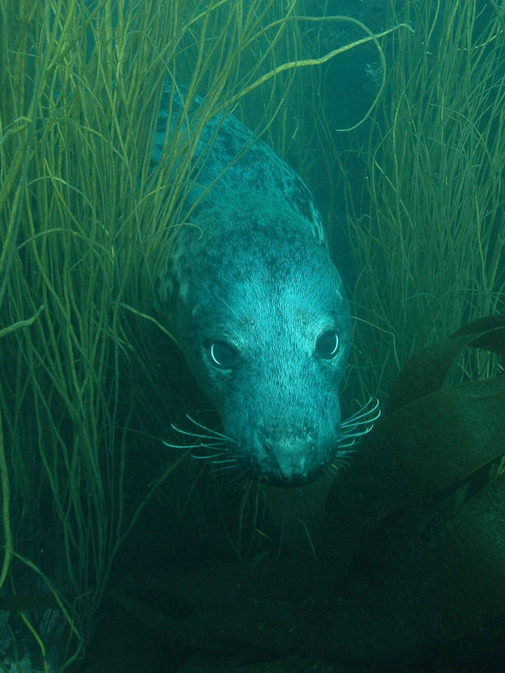 An inquisitive grey seal © Keith Hiscock