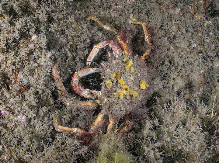 Spider crab sponge decoration © Paul Naylor@marinephoto