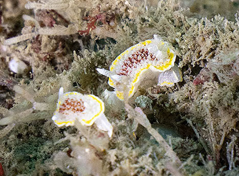 Fried egg nudibranchs <em>Diaphodoris luteocincta</em> on bryozoans © Paul Naylor@marinephoto