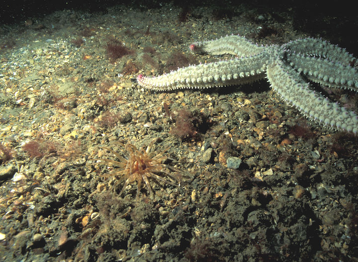 Undisturbed muddy gravel (included within the ‘sandbanks’ category) present off Lundy’s east coast, with spiny starfish and burrowing anemones apparent  © Keith Hiscock