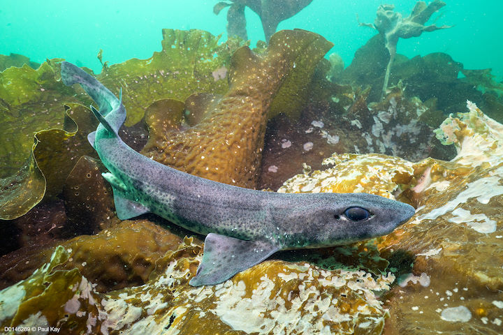 Small-spotted catshark <em>Scyliorhinus canicula</em> This species used to have the common name of dogfish. © Paul Kay