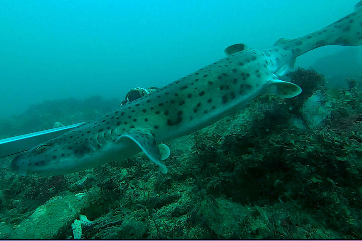Nursehound or bull huss <em>Scyliorhinus stellaris</em>, still from a video taken from a BRUVS Go-Pro camera, positioned at 14.5 m BCD, E. of Rat Island. © Robert Irving