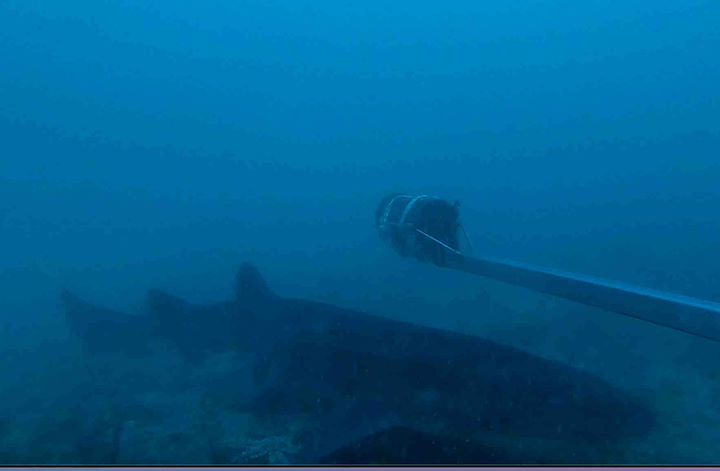 Smoothhound <em>Mustelus mustelus</em>, still from a video taken from a BRUVS Go-Pro camera, positioned at 12 m BCD, off Gull Rock. © Robert Irving