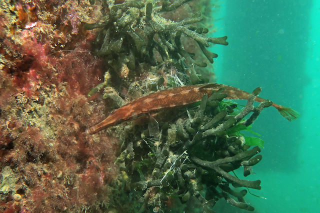 15-spined stickleback <em>Spinachia spinachia</em>