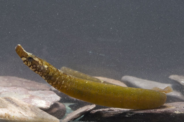 Worm pipefish <em>Nerophis lumbriciformis</em>