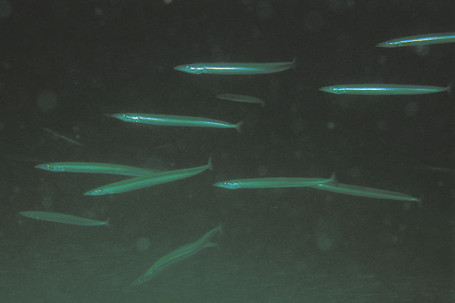 Launce/Greater sandeel <em>Hyperoplus laceolatus</em>