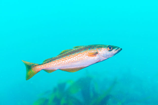 Pollack (juvenile) <em>Pollachius pollachius</em>