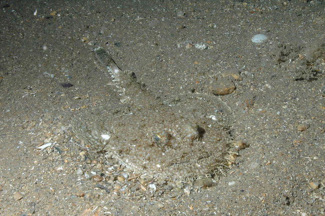  Anglerfish <em>Lophius piscatorius</em>