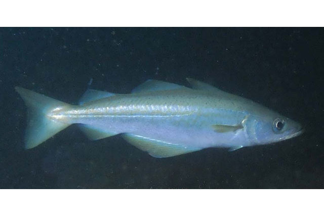 Pollack <em>Pollachius pollachius</em>