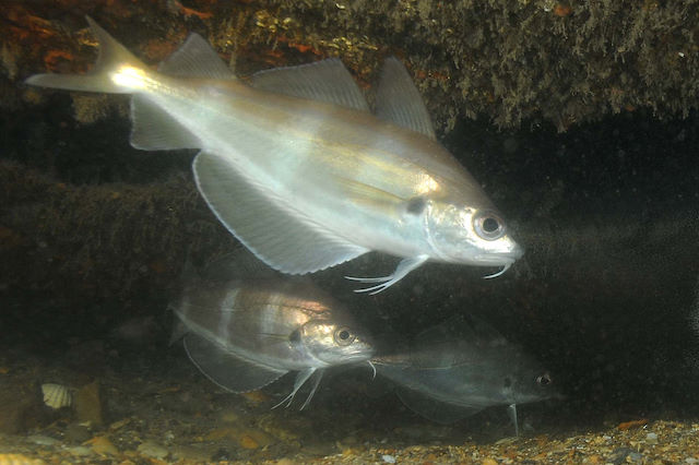 Bib/Pouting <em>Trisopterus luscus</em>