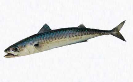 Mackerel <em>Scomber scombrus</em>