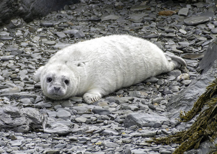 A pup will keep its white coat for its first 10 days or so before it starts moulting to reveal a darker pelage beneath © Rick Morris