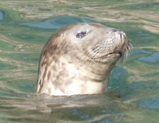 Head profile of grey seal cow © Leigh Hanks