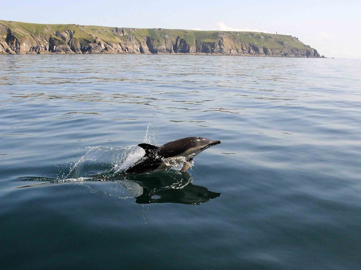 A solitary common dolphin photographed off Lundy’s NW coast &copy; Andrew Cleave
