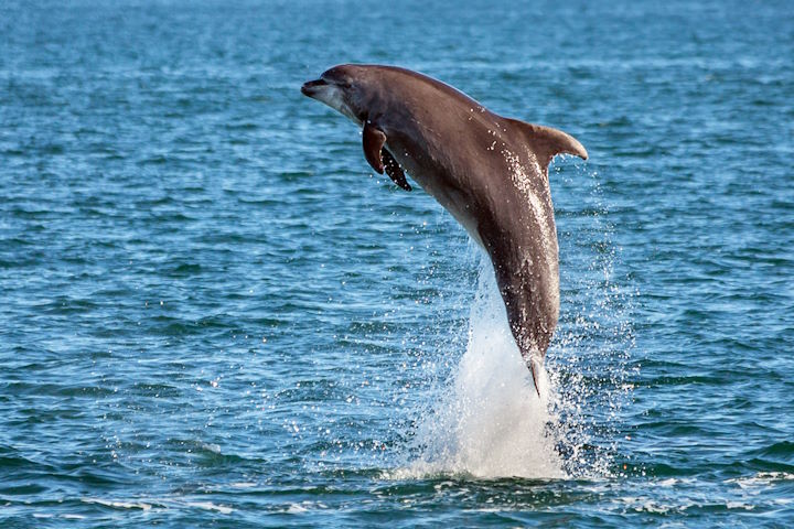 The flanks (sides) of bottlenose dolphins  are grey, being slightly darker above and lighter below &copy; Rick Morris