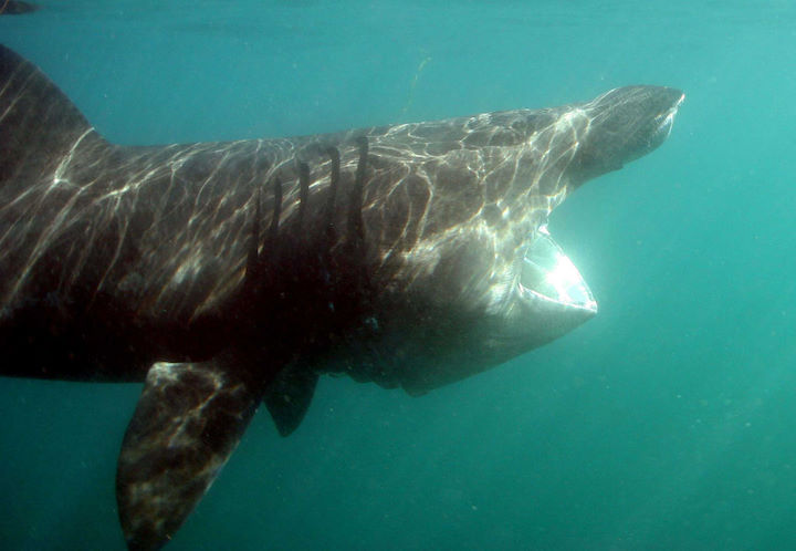 Sadly, sightings of basking sharks at Lundy have become a rarity © Neil Hope