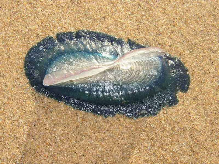 A By-the-wind-sailor washed up on a sandy shore (photo not taken at Lundy!). The fringe of small tentacles around the ‘curtain’ have shrivelled away © Keith Hiscock