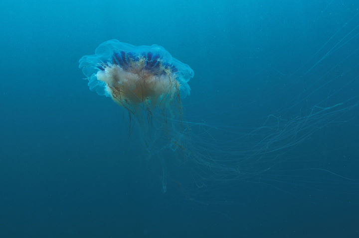 Blue jellyfish <em>Cyanea lamarkii</em>© Keith Hiscock
