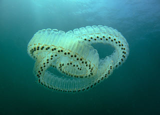 Spiral salp <em>Pegea confoederata</em> © Rollin Verlinde
