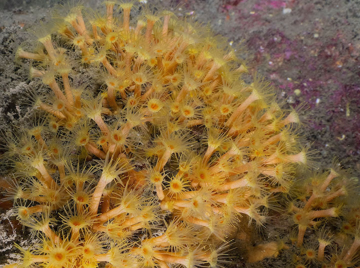 Yellow cluster anemones <em>Parazoanthus axinellae</em> ©Paul Naylor/Marinephoto