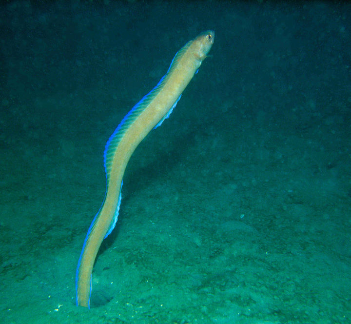 A male red band fish emerging from its burrow. It is only the males which have electric blue-coloured fins. Halfway Wall Bay, July 1987 © Robert Irving