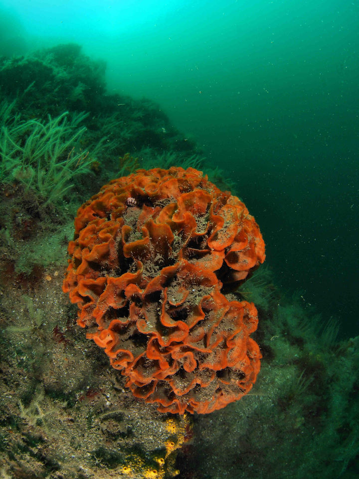 The potato crisps bryozoan (formerly known as Ross coral) <em>Pentapora foliacea</em> is the largest species of bryozoan found in British waters. It is very brittle and susceptible to any kind of abrasion. © Dan Bolt                                                                          