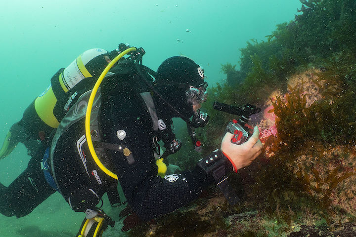 Divers can contribute useful information about species and habitats simply by taking underwater photographs during their dives and sharing them with the island’s Conservation Team © Paul Naylor