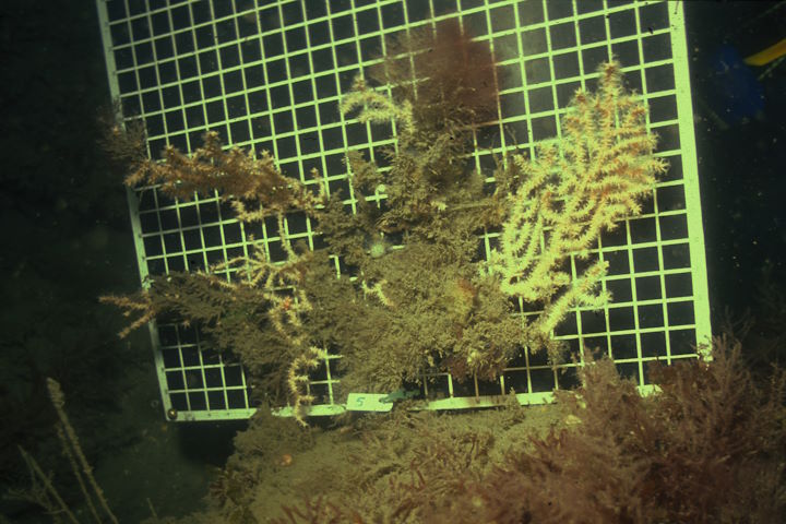 A pink sea fan largely overgrown with bushy bryozoans, with measuring board behind &copy; Robert Irving
