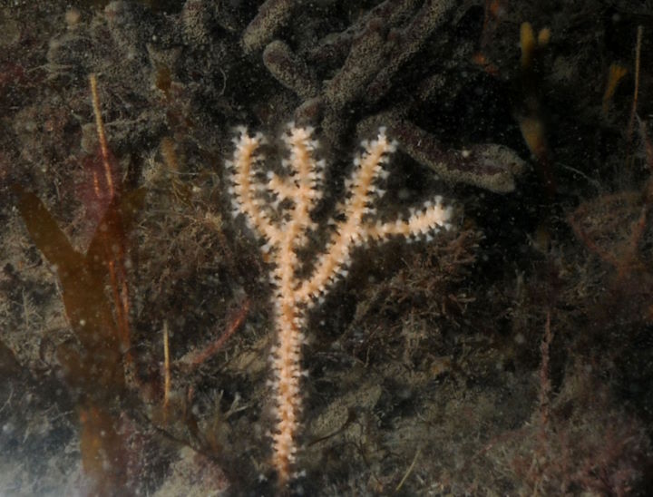An approximately 1-2 year old sea fan (about 6 cm high) growing at Brazen Ward in 2010 &copy; Keith Hiscock