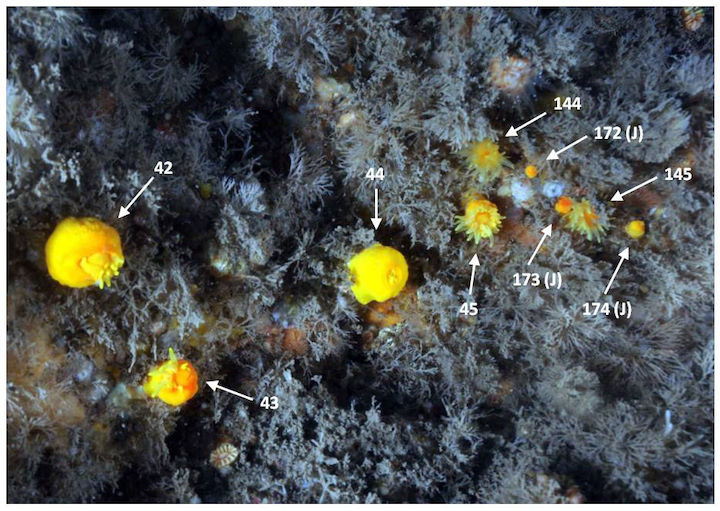 Distinguishing between ‘adult’ and ‘juvenile’ [J] sunset cup corals, based on the size of juveniles being less than 5 mm in diameter © Keith Hiscock & Robert Irving