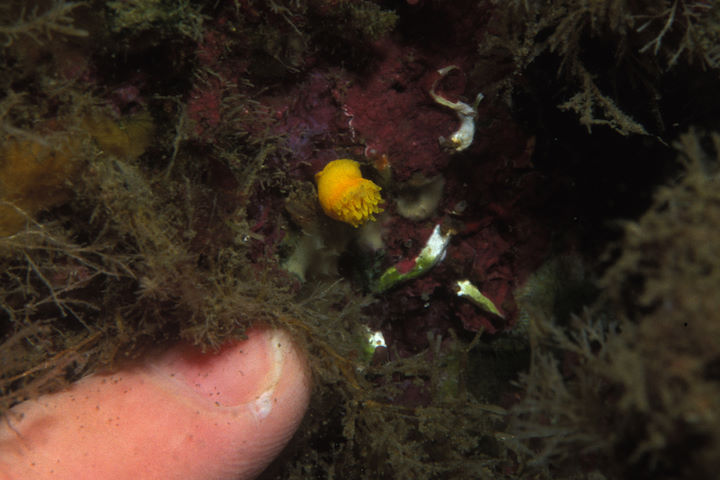 The first record of a ‘baby’ sunset cup coral at the Knoll Pins, Lundy in August 2001 © Robert Irving