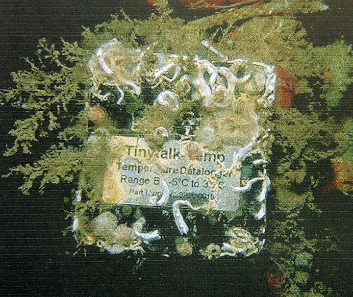 The same logger after 12 months in situ, overgrown by keelworms, saddle oysters, and encrusting bryozoans. Sadly, upon recovery, this unit was found to have flooded. &copy; Robert Irving