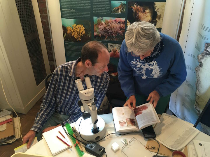 Making sure of the correct identification of a seaweed specimen &copy; Issy Irving