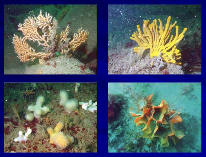 Four (of the six) species used to assess the impact of the NTZ on benthic marine life. Top left: Pink sea fan <em>Eunicella verrucosa</em>; Top right: erect sponge <em>Axinella dissimilis</em>; Bottom left: Dead man’s fingers <em>Alcyonium digitatum</em>; Bottom right: Potato crisps bryozoan <em>Pentapora foliacea</em> &copy; Miles Hoskin