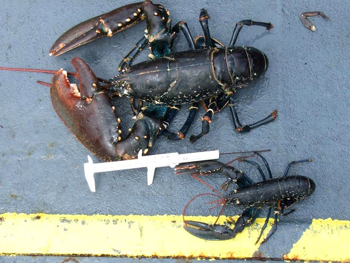 The increase in size of some of the lobsters caught within the NTZ, after just two years since its declaration, was dramatic. &copy; Miles Hoskin