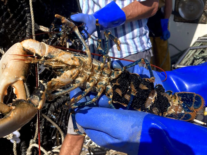 The underside of a ‘berried’ female lobster. The eggs may be held in place for up to 9 months before being shed, during which time they change colour from red to black &copy; Robert Irving