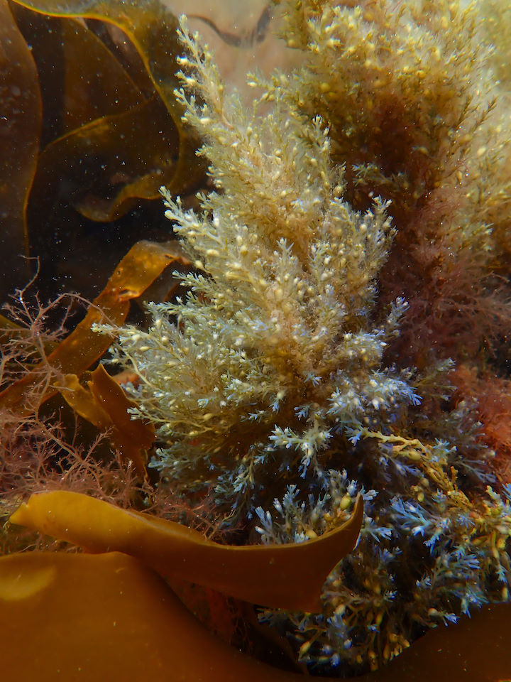 Bushy rainbow wrack <em>Ericaria selaginoides</em> © Paul Brazier