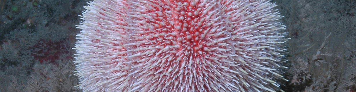 Edible sea urchin