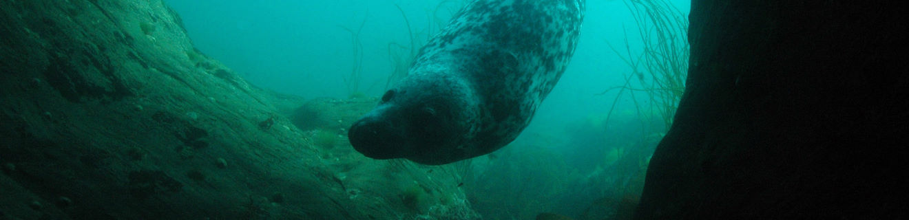 Grey Seal